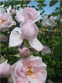 5a236dea-ruže penjačice.jpg